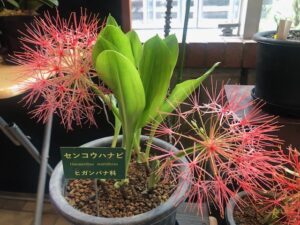 植物