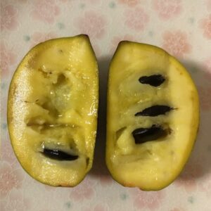 ポポー